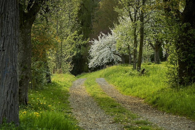 trajet dans le bois