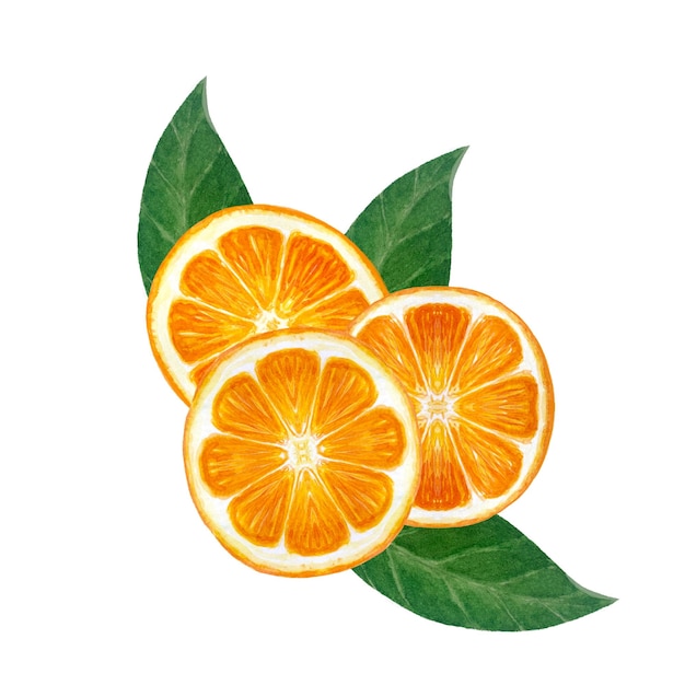 tranche de fruit orange avec des feuilles vertes composition d'aquarelle isolée sur blanc dessinée à la main de haute qualité