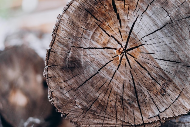 Tranche d'un grand arbre gros plan Tranche d'un arbre avec des anneaux dessus Couper des troncs d'arbres dans la cour Tranche d'arbre sur fond de cour verte par une journée ensoleillée