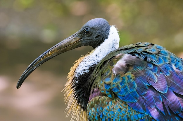 Étrange aigle à tête blanche