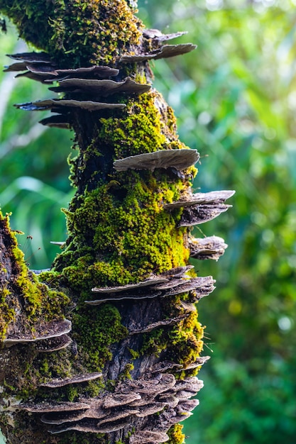 Étrange de champignon dans la forêt tropicale.