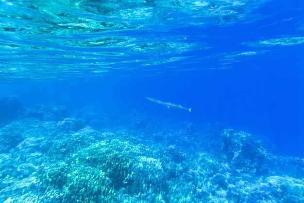 Tranquille sous l&#39;eau