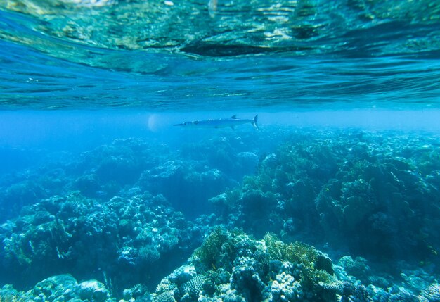 Tranquille sous l&#39;eau