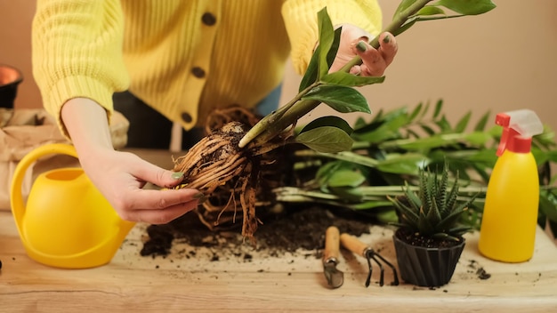 Transfert de plantes dans un autre pot, gros plan d'un jardinier tenant une fleur dans sa main, une pousse