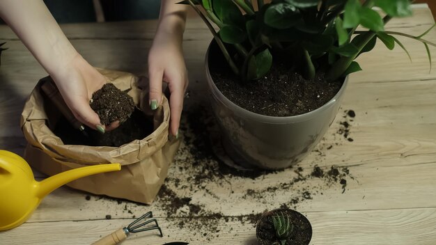 Transfert de plantes dans un autre pot, gros plan d'un jardinier tenant une fleur à la main