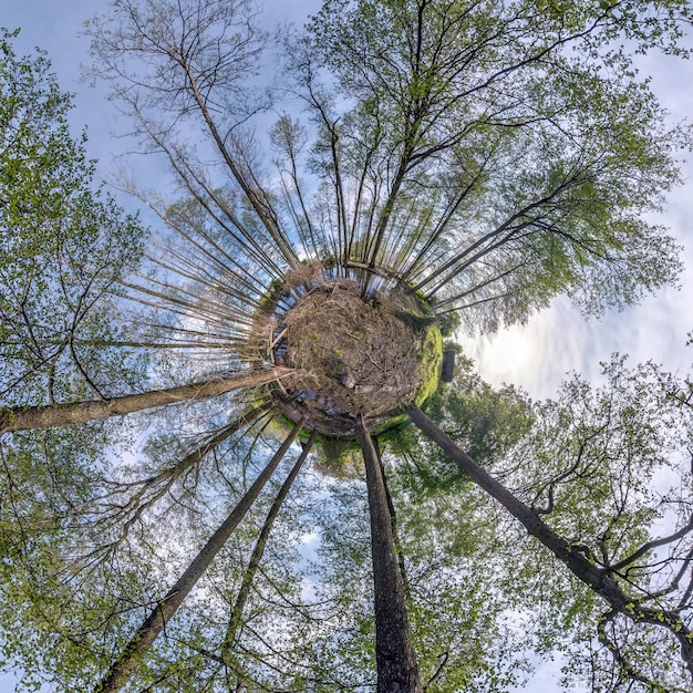 Transformation de la petite planète du panorama sphérique à 360 degrés Vue aérienne abstraite sphérique en forêt Courbure de l'espace