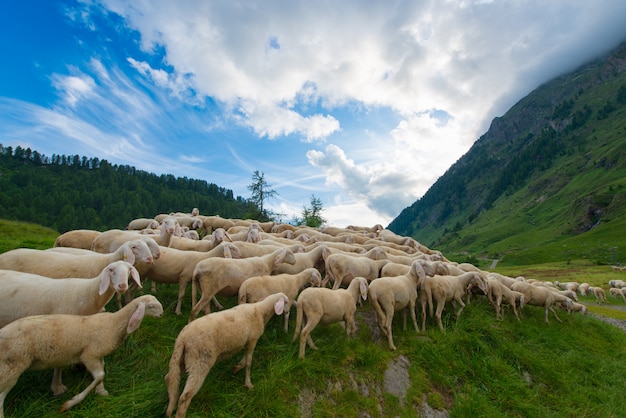 Transhumance des moutons dans les montagnes