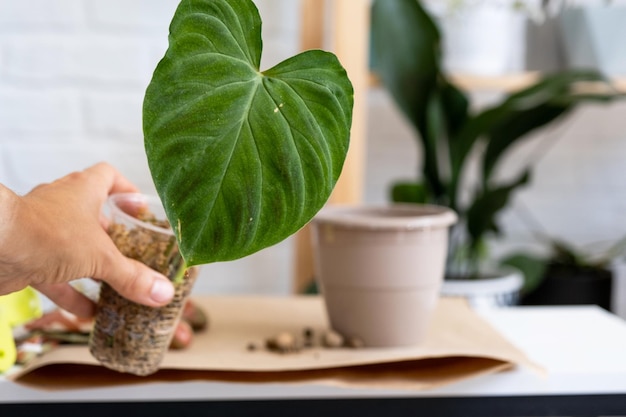 Transplantation d'une plante d'accueil Philodendron verrucosum dans un nouveau pot plus grand à l'intérieur de la maison Prendre soin d'une plante en pot gros plan des mains