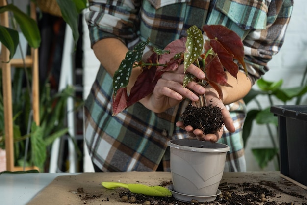 Transplantation d'une plante domestique Begonia maculata dans un pot avec un visage Une femme plante une tige avec des racines dans un nouveau sol Prendre soin d'une plante en pot gros plan des mains