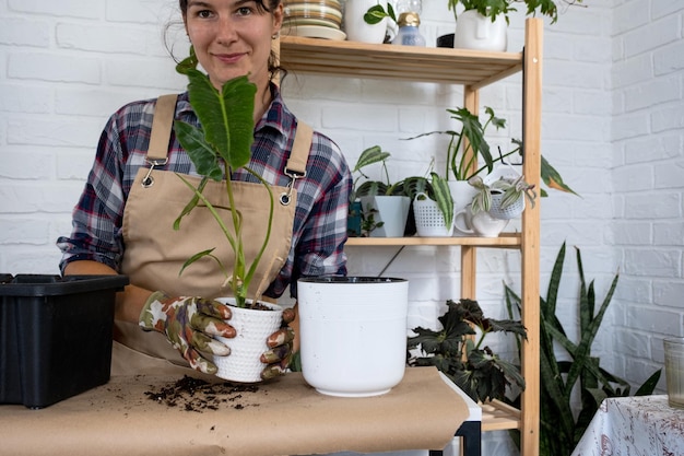 Transplantation d'une plante domestique Philodendron dans un nouveau pot Une femme plante une tige avec des racines dans un nouveau sol Prendre soin et reproduction d'une plante en pot gros plan des mains