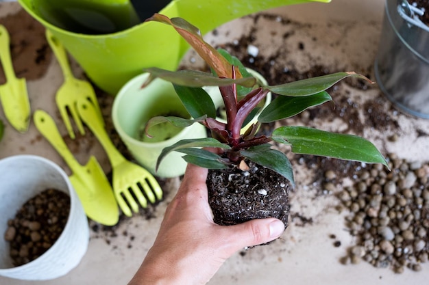 Transplantation d'une plante domestique Philodendron Prince of Orange dans un nouveau pot Une femme plante une tige avec des racines dans un nouveau sol Entretien et reproduction d'une plante en pot gros plan des mains