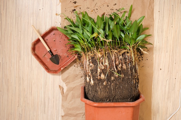 Transplantation d'une plante d'intérieur Drimiopsis, une fleur nécessitant une transplantation dans un nouveau sol et un pot de fleurs, gros plan de feuilles de corini et de bulbes de plantes