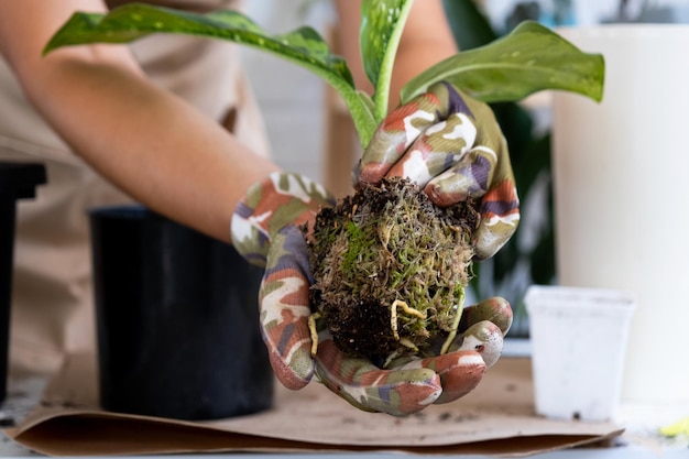 Transplantation d'une plante d'intérieur rare Diffenbachia Dragon Scale dans un nouveau pot Une femme plante