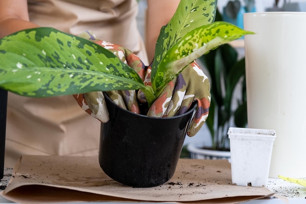 Transplantation d'une plante d'intérieur rare Diffenbachia Dragon Scale dans un nouveau pot Une femme plante