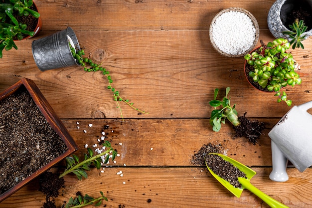 Transplantation de plantes domestiques dans des pots, vue de dessus. Concept de soins succulents sur l'espace libre de fond en bois pour le texte. photo de haute qualité