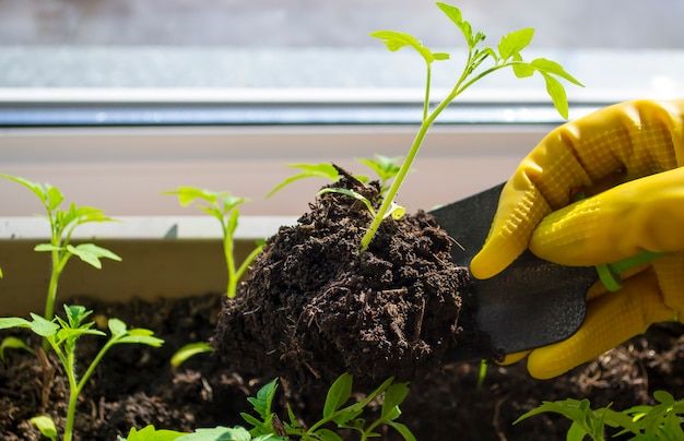 Transplantation des semis mains des femmes dans des gants jaunes germes de tomate