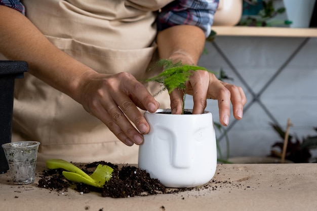 Transplanter une asperge de plante d'intérieur dans un pot avec un visage Une femme plante une tige avec des racines dans un nouveau sol Prendre soin d'une plante en pot gros plan des mains