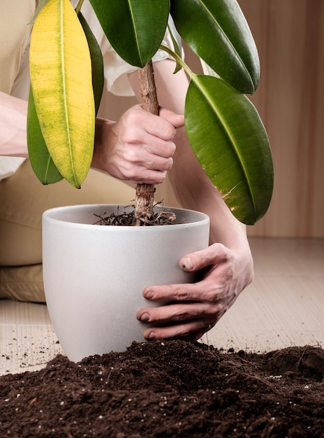 Transplanter une plante