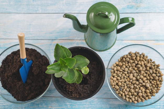 Transplanter des plantes dans un autre pot à la maison. Outils de jardinage à domicile.
