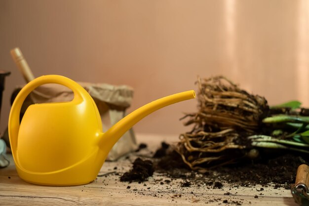 Transplanter des plantes dans un autre pot, des outils de jardin se trouvent sur une table en bois, une pelle, un wateri jaune