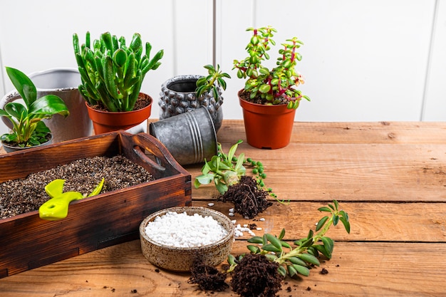 Transplanter des plantes d'intérieur dans des pots. Espace libre de concept de soins succulents pour le texte. photo de haute qualité