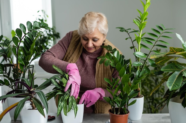 Transplanter des plantes. Plantes d'intérieur en pot. Une femme âgée est engagée dans son passe-temps. Plantes vertes en pot à la maison.