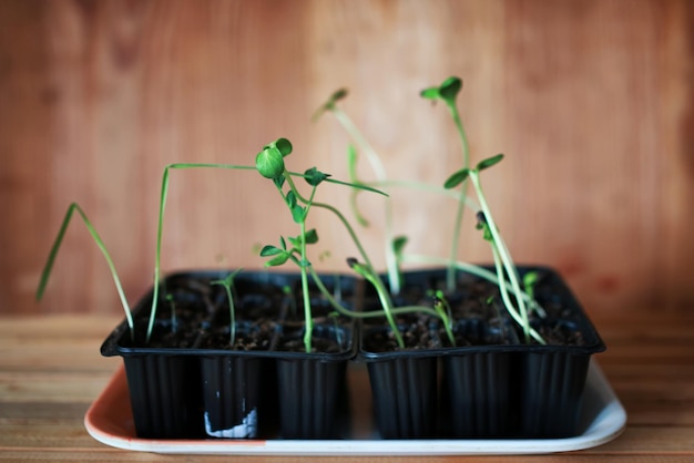 Transplanter des rosiers en pot