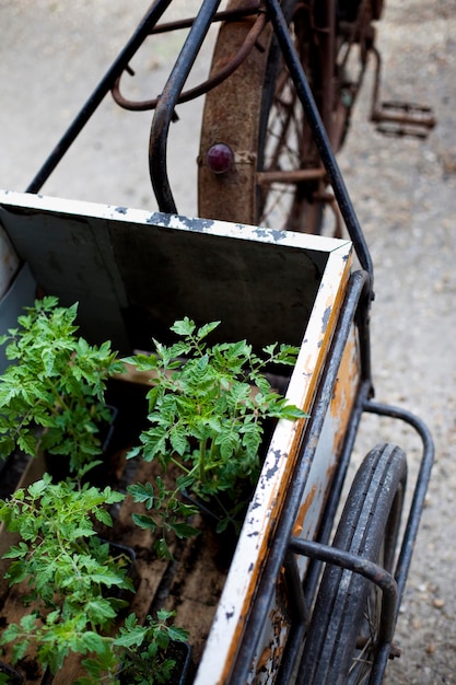 Le transport de plants de tomates dans une vieille remorque