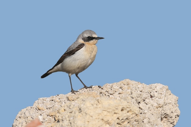 Le Traquet du Nord ou Traquet (Oenanthe oenanthe) mâle se dresse sur un rocher