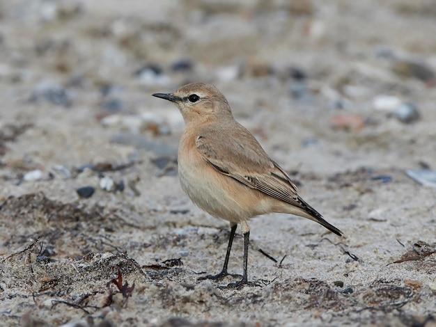 Traquet motteux Isabelline Oenanthe isabellina