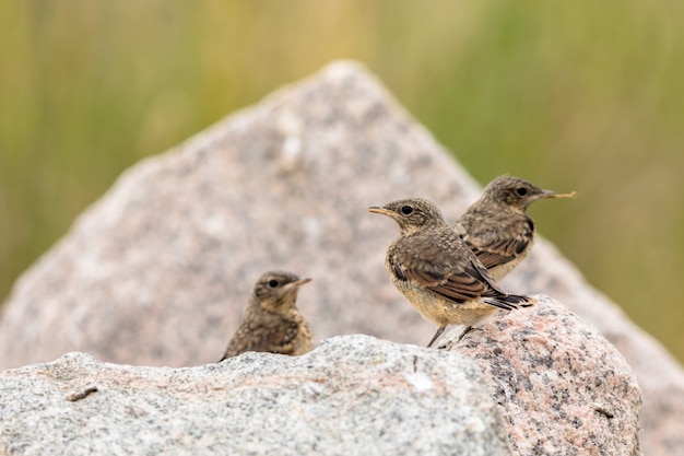 Traquet motteux juvénile, trois jeunes oiseaux assis sur des rochers avec une nature verdoyante