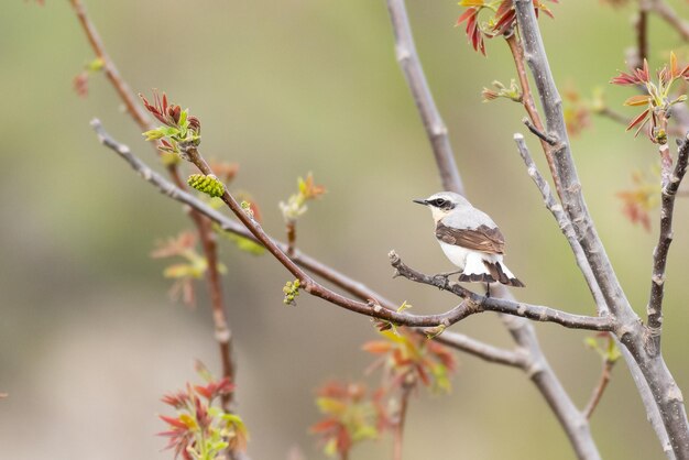 Traquet motteux Oenanthe oenanthe. Oiseau sauvage dans un habitat naturel.