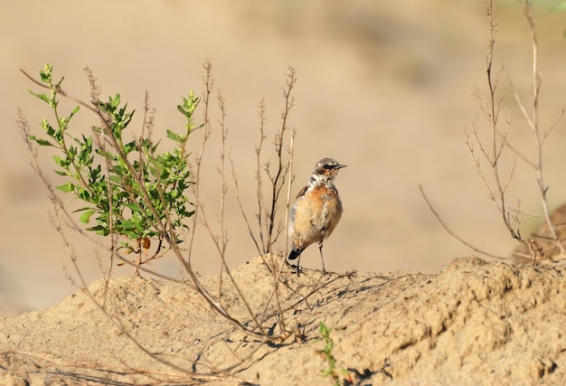 Traquet motteuxOenanthe oenanthe est assis sur le sable un matin d'été ensoleillé