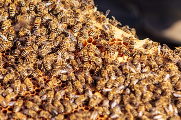 Travail des abeilles sur nid d'abeille. Apiculture. Mon chéri.