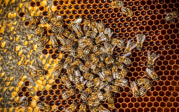Travail des abeilles