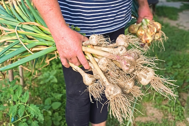 Travail agricole Femme tenant de l'ail fraîchement creusé Saison de récolte de l'ail pour une utilisation future Récolte dans la production agricole