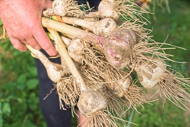 Travail agricole Femme tenant de l'ail fraîchement creusé Saison de récolte de l'ail pour une utilisation future Récolte dans la production agricole