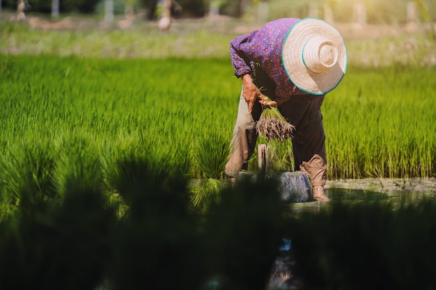 Le travail des agriculteurs dans les rizières