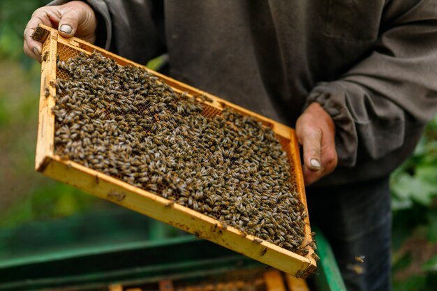 Travail au pâturage. L'apiculteur tient un cadre avec des abeilles