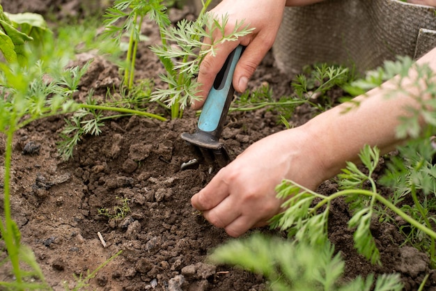 Travail dans le jardin Désherber l'herbe avec un outil