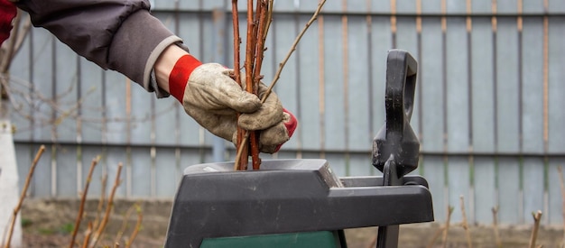 Travail dans le jardin Homme coupant et écrasant des branches d'arbres et d'arbustes à baies