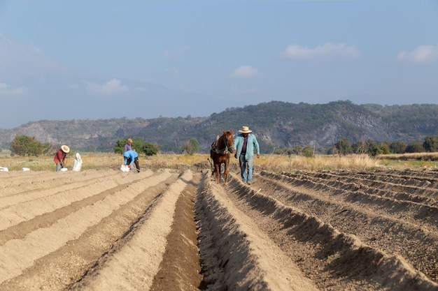 Le travail du paysan Cultiver l'amarante au Mexique avec l'aide d'un cheval