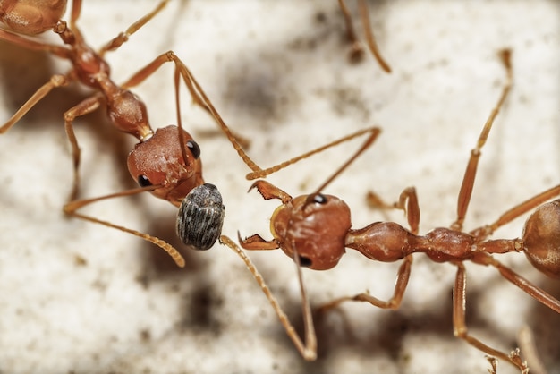 Le travail d'équipe des fourmis rouges d'insectes donne de la nourriture à d'autres