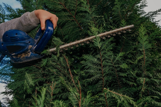 Travail de taille de haie. Jardinier caucasien avec taille-haie à essence formant un mur de thuyas dans un jardin.Macro