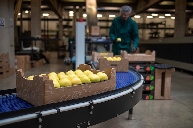 Photo travailler dans une usine d'aliments biologiques triant des pommes vertes et transportant une bande transporteuse vers l'entrepôt frigorifique.