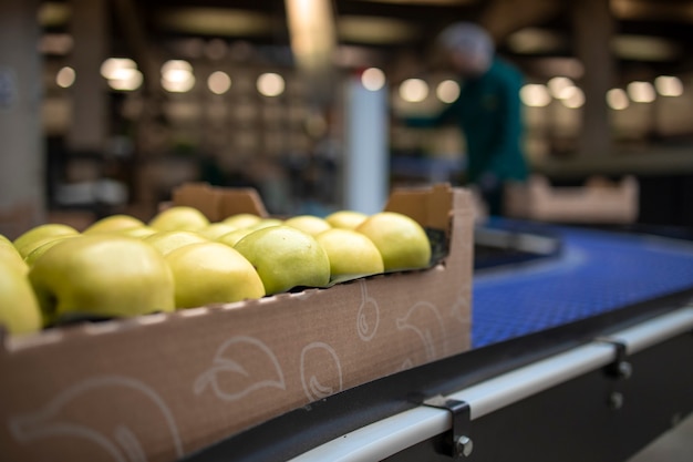 Travailler dans une usine d'aliments biologiques triant des pommes vertes et transportant une bande transporteuse vers l'entrepôt frigorifique.