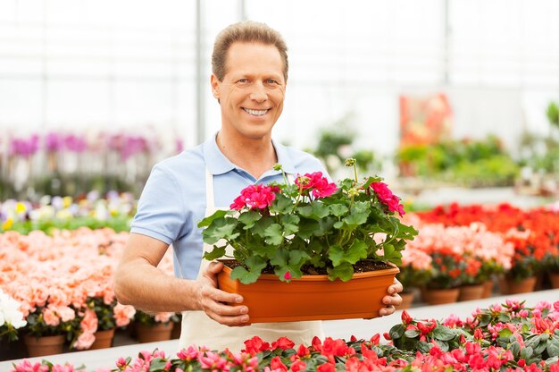Travailler avec des fleurs. Bel homme mûr tenant une plante en pot et souriant à la caméra en se tenant debout dans une maison verte