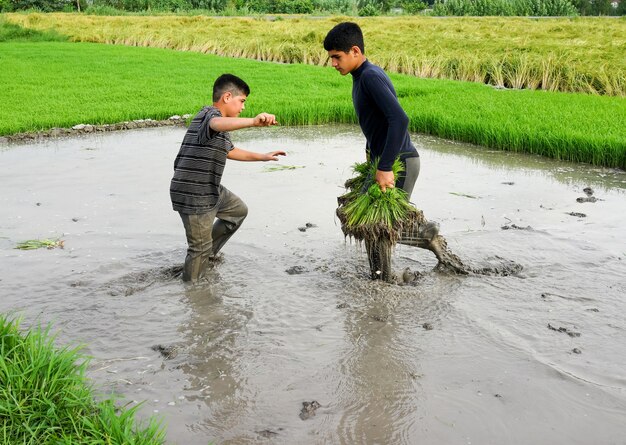 Travailler sur la plantation de riz