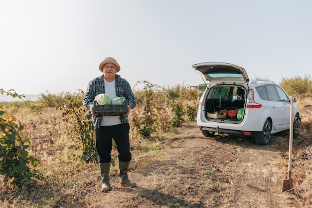 Travailler la terre un fermier âgé avec du chou frais et une voiture dans la scène rurale récolte de chou