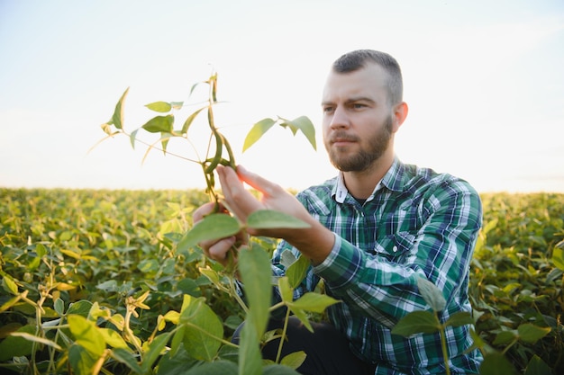 Le travailleur agricole contrôle le développement des plants de soja. Agronome vérifiant les cultures de soja poussant dans le champ